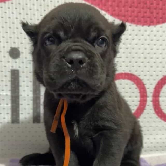 Orange Collar - Cane Corso Female