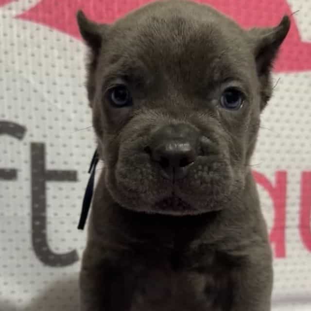 White/Blue Coll - Cane Corso Male