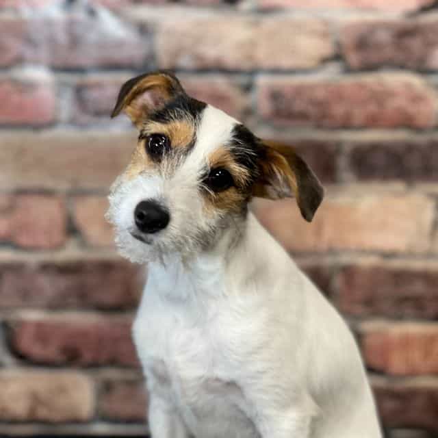 Remi - Jack Russell Terrier Male