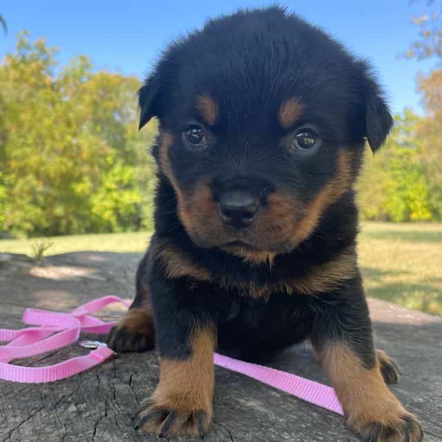 Light pink girl - Rottweiler Female