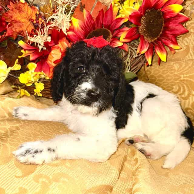 Zulu - Labradoodle Female