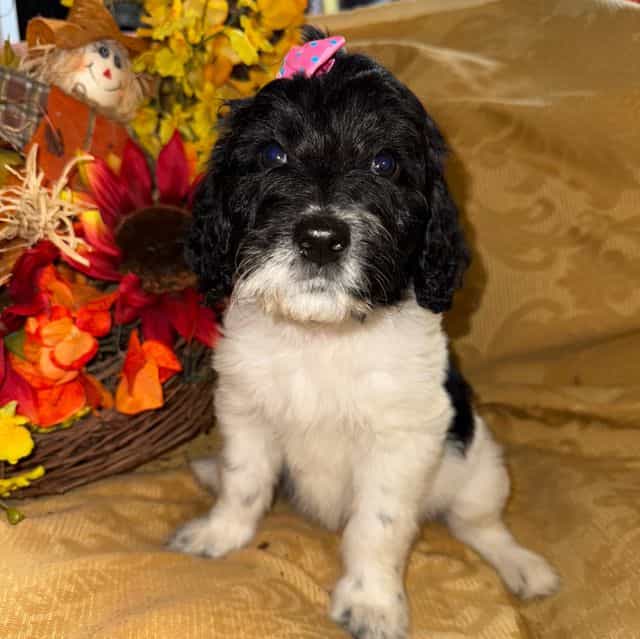 Juliette - Labradoodle Female