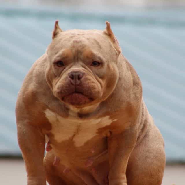Star - American Bully Female