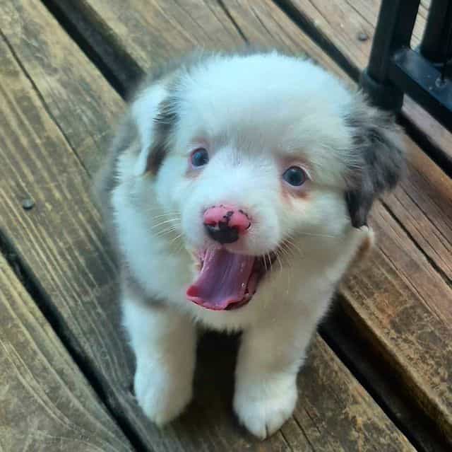 Massituchets. ( - Australian Shepherd Male