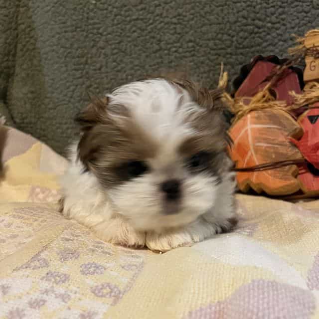 Tiny - Shih Tzu Male