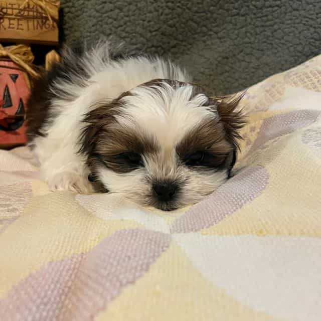 Leo - Shih Tzu Male