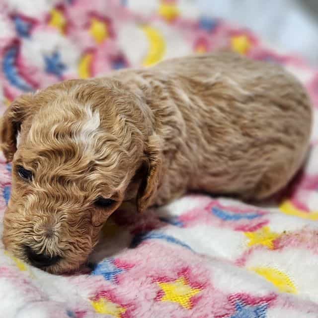 Abby - Goldendoodle Female