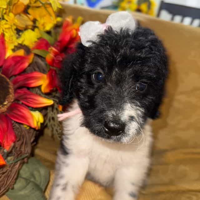 India - Labradoodle Female