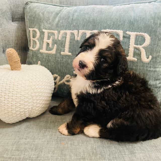 Penelope  - Bernedoodle Female