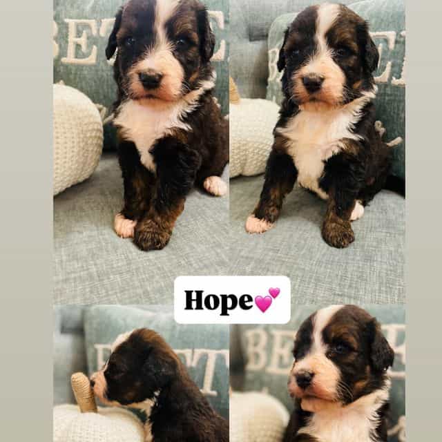 Hope - Bernedoodle Female