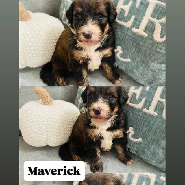 Maverick - Bernedoodle Female