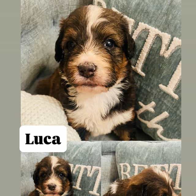 Luca - Bernedoodle Male