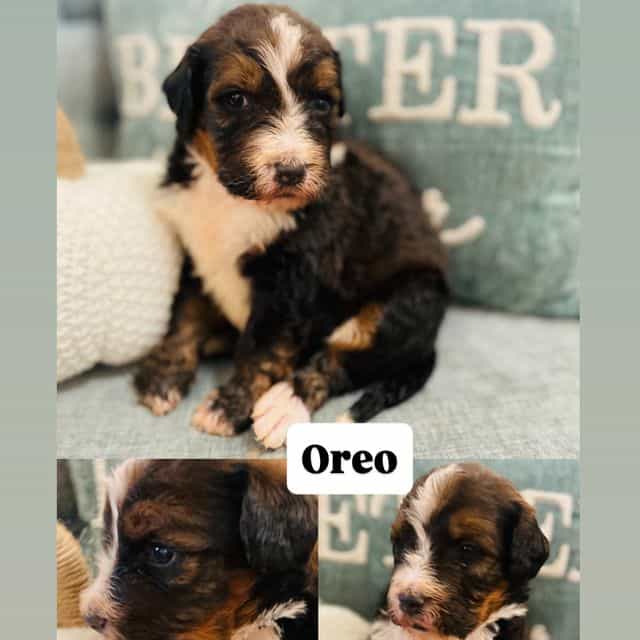 Oreo - Bernedoodle Male