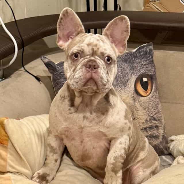 Puppy 7 - French Bulldog Female