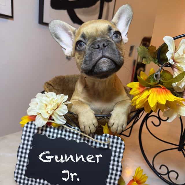 Walford Gunner  - French Bulldog Male