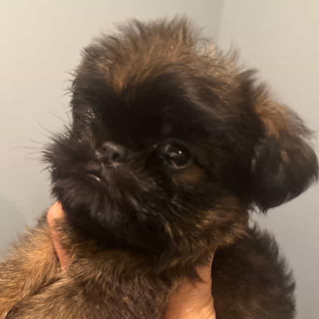Spartan - Brussels Griffon Male