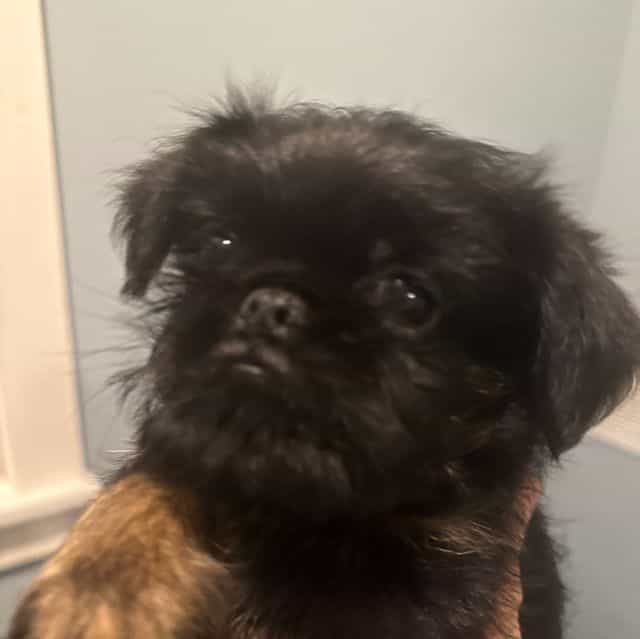 Sutton - Brussels Griffon Male