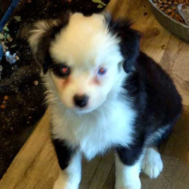 Vermont. (Toy) - Australian Shepherd Female