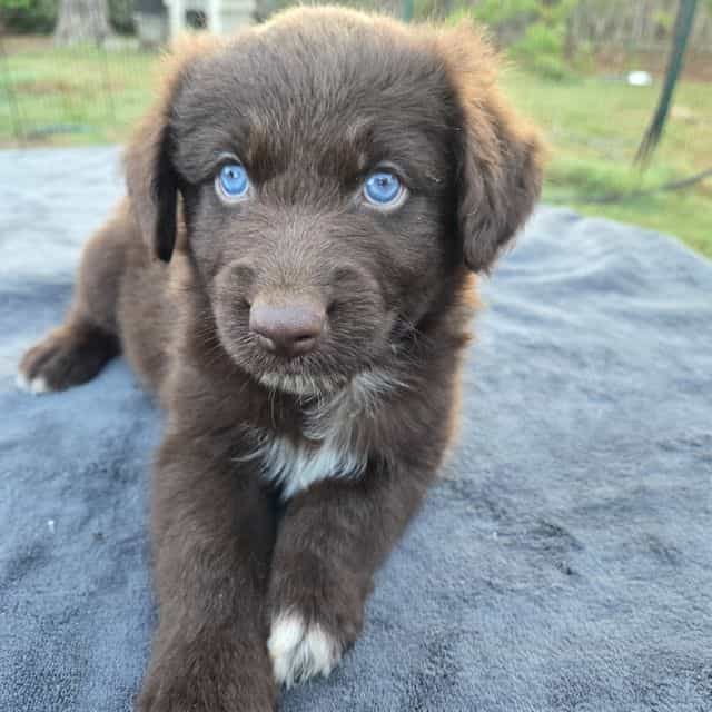 Ivan - Miniature American Shepherd (Mini Aussie) Male