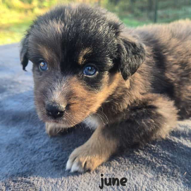 June - Australian Shepherd Female