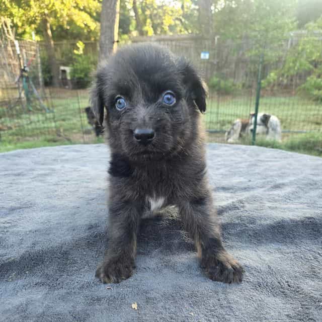 James - Australian Shepherd Male
