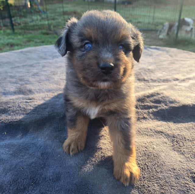 Jake - Australian Shepherd Male