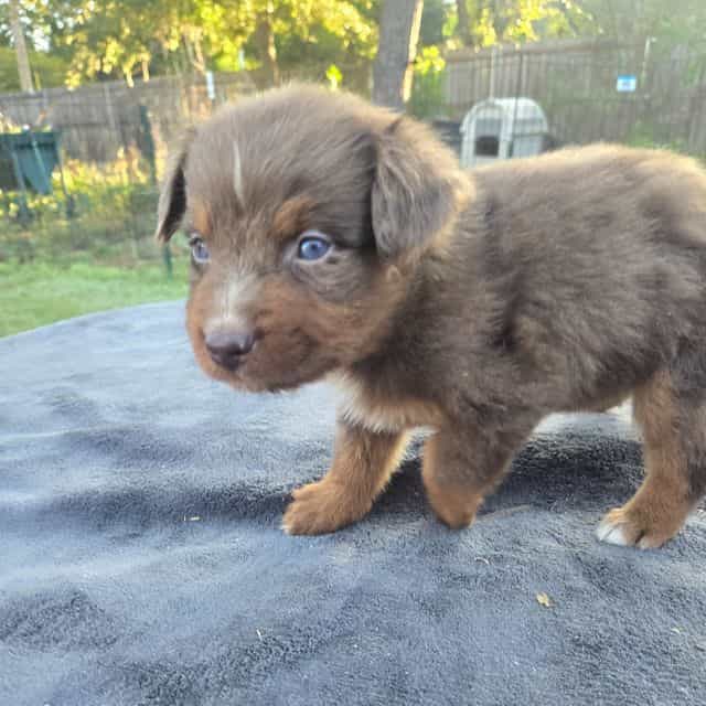 Jerry - Australian Shepherd Male