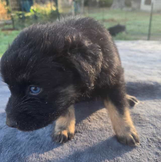 Jim - Australian Shepherd Male