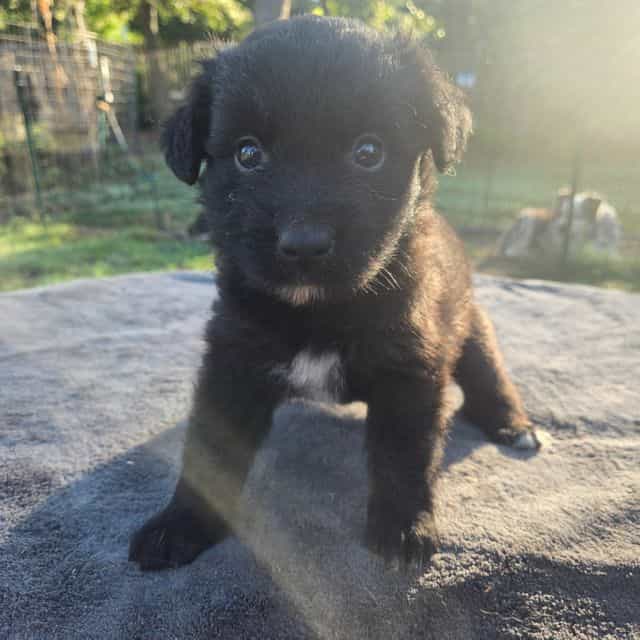 John - Australian Shepherd Male