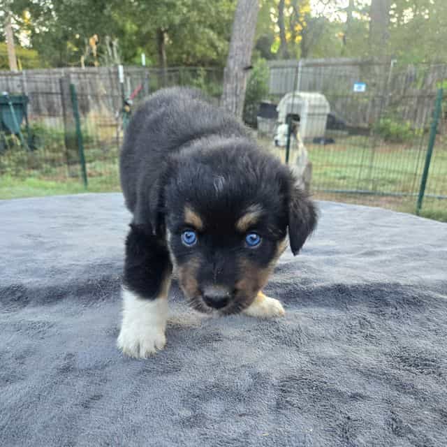 Kirby - Australian Shepherd Male