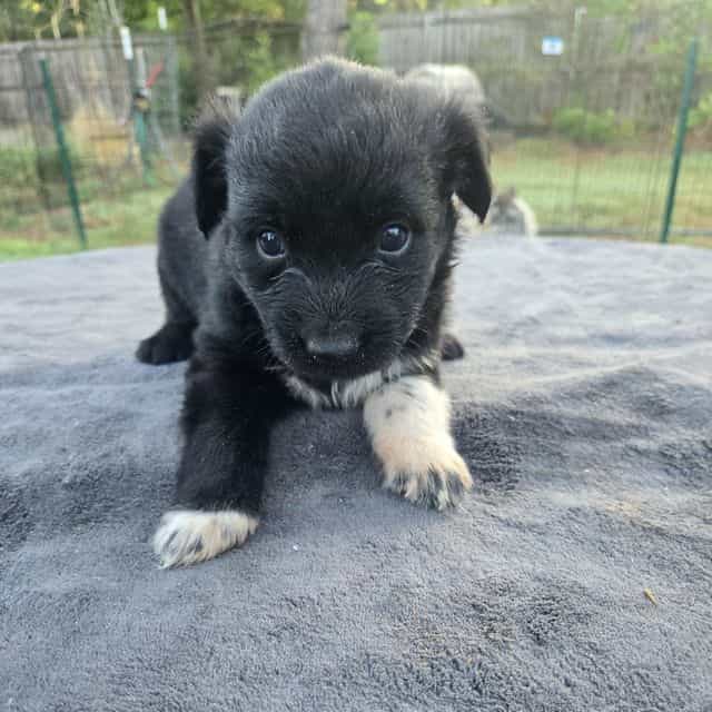 Kal - Australian Shepherd Male