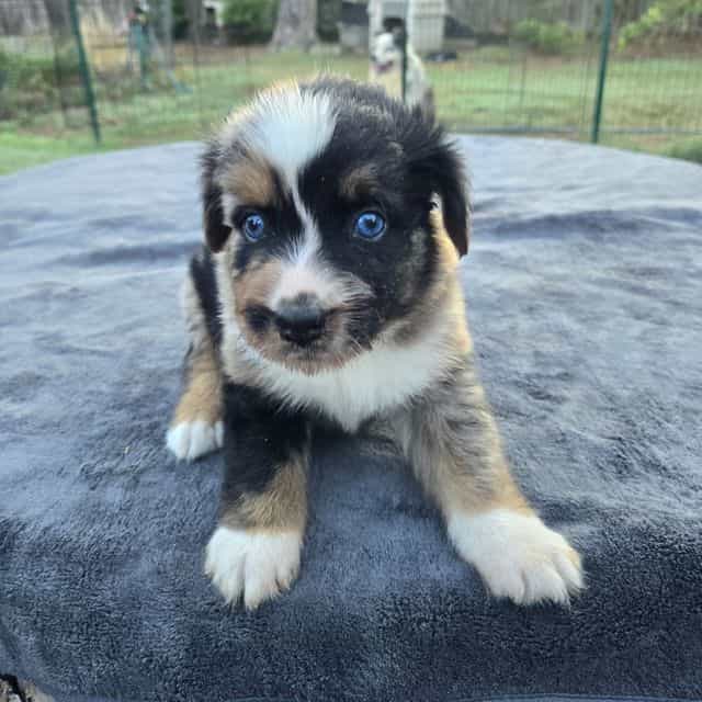 Kam - Australian Shepherd Male