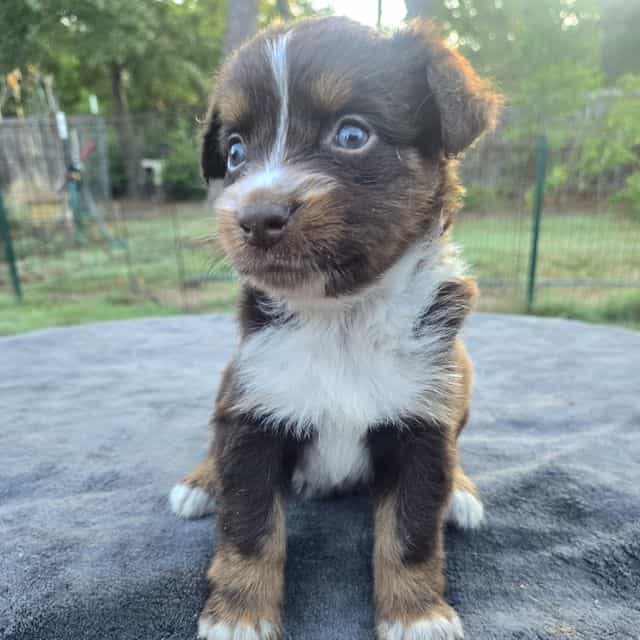 Kane - Australian Shepherd Male