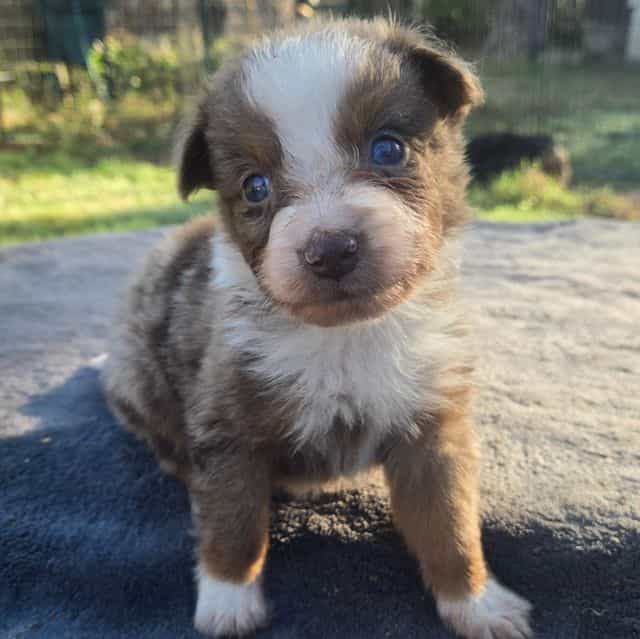 Kay - Australian Shepherd Female