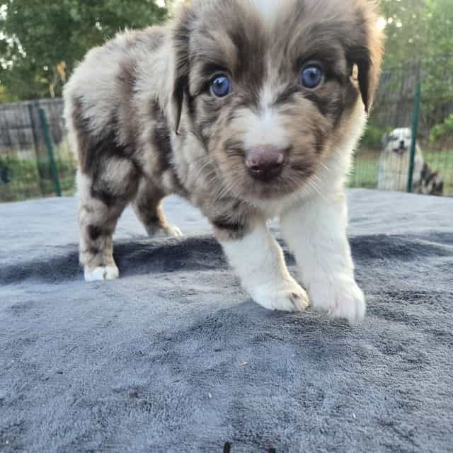 Kat - Australian Shepherd Female