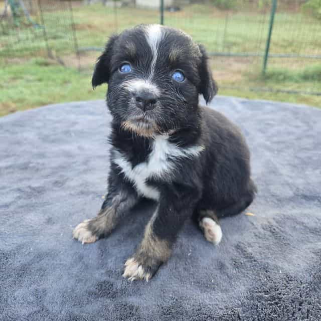 Kim - Australian Shepherd Female