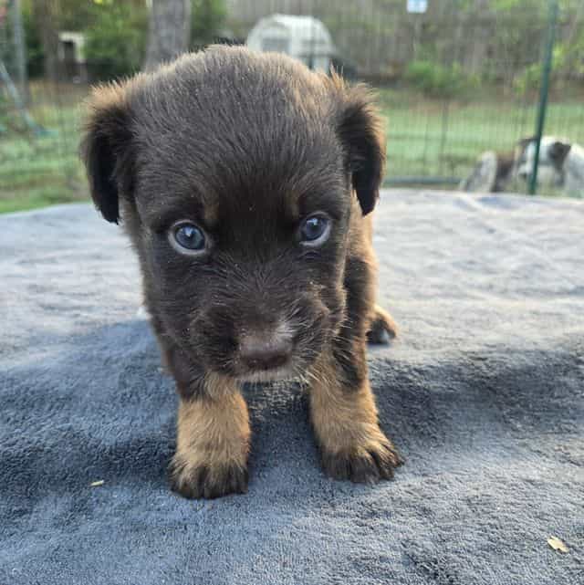 Lane - Australian Shepherd Male