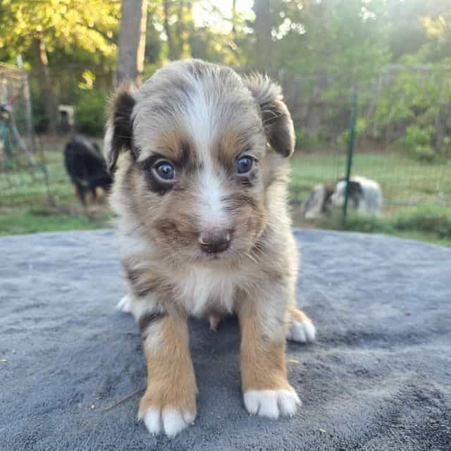 Lars - Australian Shepherd Male