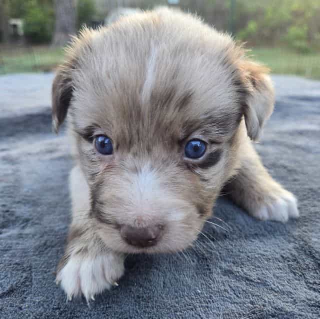 Lance - Australian Shepherd Male