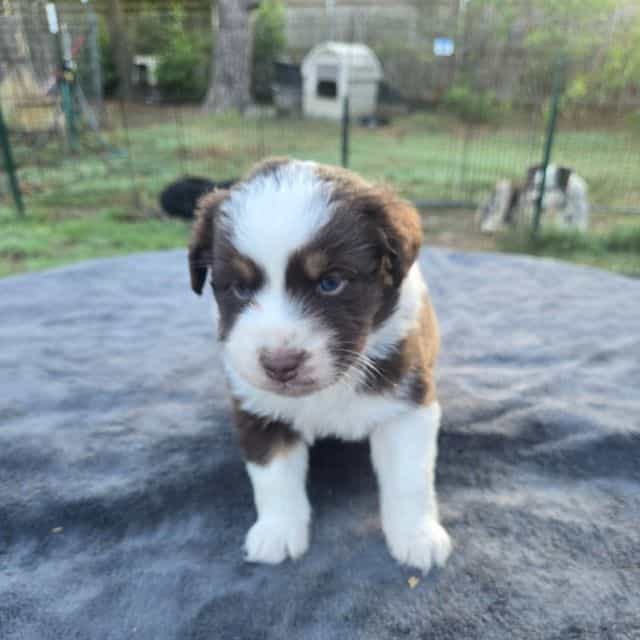Lilly - Australian Shepherd Female