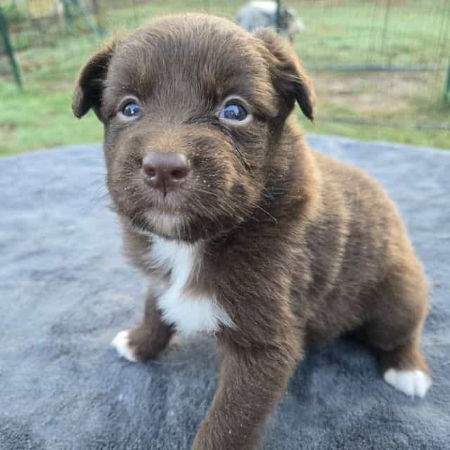 Lynn - Australian Shepherd Female