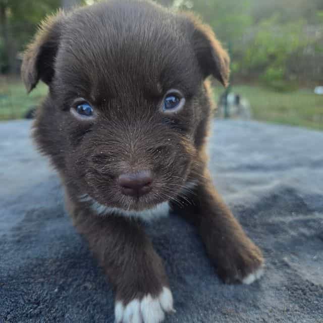 LeAnn - Australian Shepherd Female