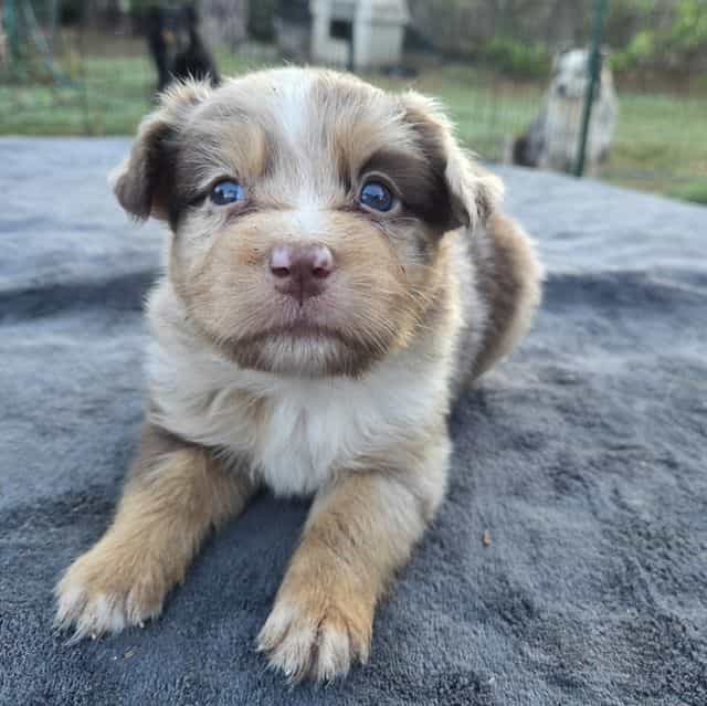 Liza - Australian Shepherd Female