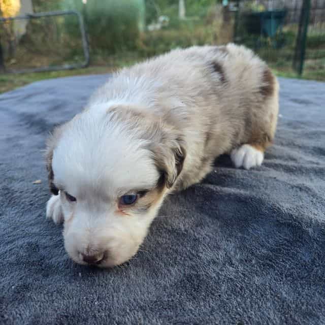 Leigh - Australian Shepherd Female