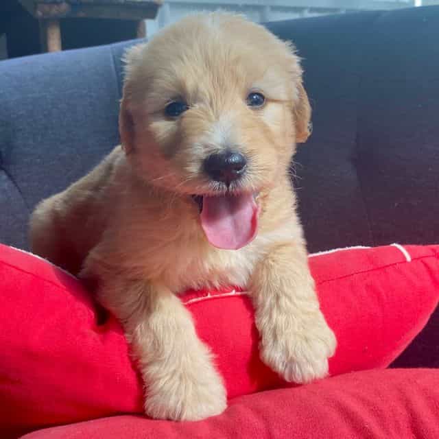 Socks - Goldendoodle Female