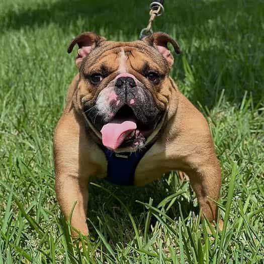 Grinchy - English Bulldog Male