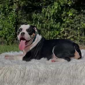 MAVERICK - English Bulldog Male