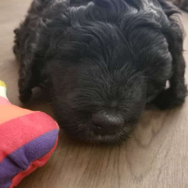 Obsidian - Rese - Bernedoodle Male