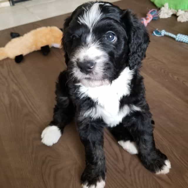 Sapphire - Bernedoodle Female