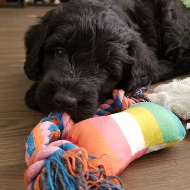 Diamond - Bernedoodle Female